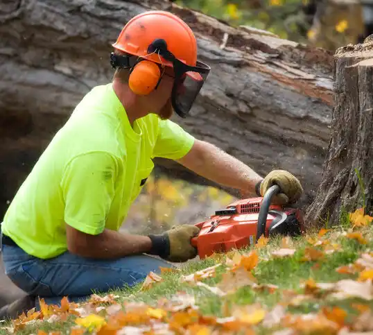 tree services Monterey